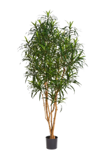 Künstlicher Drachenbaum - Hauke auf transparentem Hintergrund mit echt wirkenden Kunstblättern in natürlicher Anordnung. Künstlicher Drachenbaum - Hauke hat die Farbe Natur und ist 180 cm hoch. | aplanta Kunstpflanzen