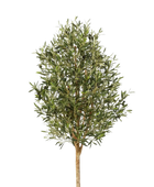 Hochwertiger Olivenbaum künstlich auf transparentem Hintergrund mit echt wirkenden Kunstblättern in natürlicher Anordnung. Künstlicher Olivenbaum - Ilaria hat die Farbe Natur und ist 140 cm hoch. | aplanta Kunstpflanzen