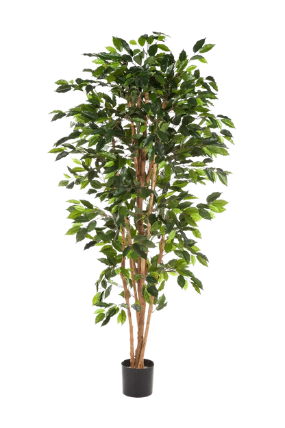Künstlicher Ficusbaum – Sylvior | 180 cm