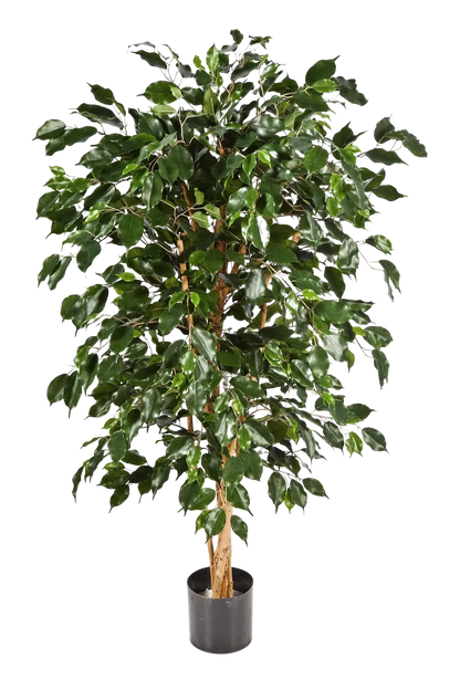 Künstlicher Chinesischer Ficus - Ioannis, 210 cm, Kunstbaum von aplanta, in Natur, für drinnen