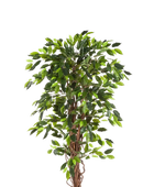 Künstlicher Ficus - Issa | 210 cm