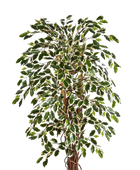 Künstliche Feige - Ismael | 150 cm