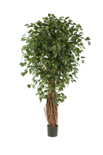 Künstlicher Ficus Liana - Josefine, 210 cm, Kunstbaum von aplanta, mit Echtholzstamm, mit Mangrovenstamm, im schwarzen Topf