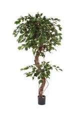 Künstlicher Ficus - Joshua, 210 cm, Kunstbaum von aplanta, mit Echtholzstamm, im schwarzen Topf, in Natur, für drinnen