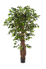 Künstlicher Ficus - Jannik auf transparentem Hintergrund mit echt wirkenden Kunstblättern in natürlicher Anordnung. Künstlicher Ficus - Jannik hat die Farbe Natur und ist 300 cm hoch. | aplanta Kunstpflanzen