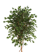 Künstlicher Ficus - Kim auf transparentem Hintergrund mit echt wirkenden Kunstblättern in natürlicher Anordnung. Künstlicher Ficus - Kim hat die Farbe Natur und ist 240 cm hoch. | aplanta Kunstpflanzen