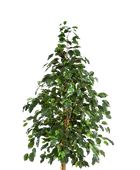 Künstlicher Baum - Katja auf transparentem Hintergrund mit echt wirkenden Kunstblättern in natürlicher Anordnung. Künstlicher Baum - Katja hat die Farbe Natur und ist 210 cm hoch. | aplanta Kunstpflanzen