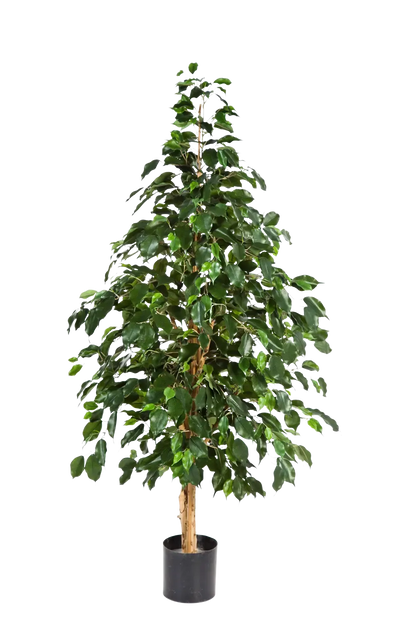 Künstlicher Ficus - Katja, 210 cm, Kunstbaum von aplanta, in Natur, für drinnen