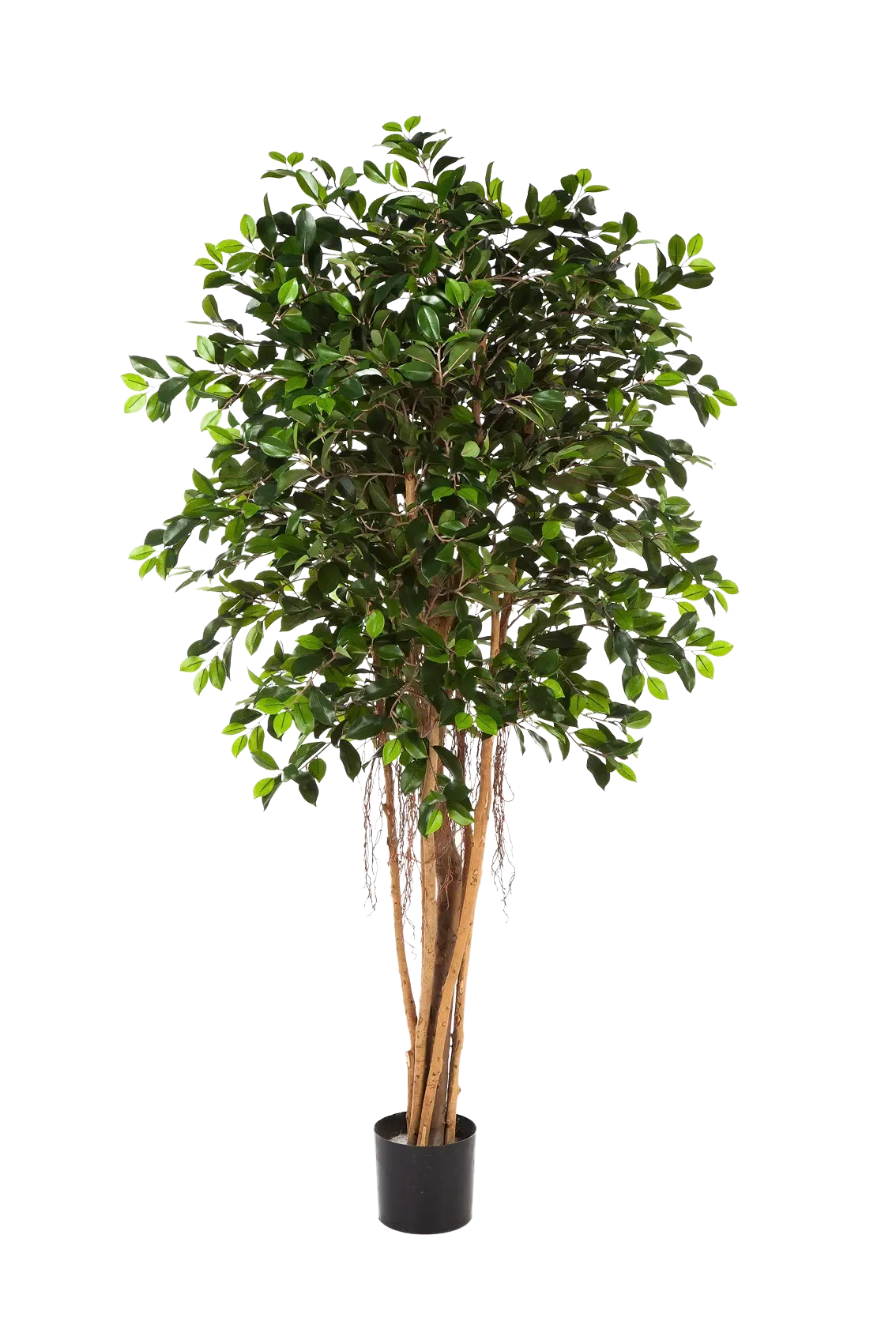Künstlicher Ficus Retusa - Caelior, 180 cm, Kunstbaum von aplanta, mit Echtholzstamm, inkl. Startertopf, in Grün, für drinnen