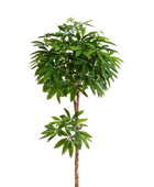 Künstliche Pachira - Natalia auf transparentem Hintergrund mit echt wirkenden Kunstblättern in natürlicher Anordnung. Künstliche Pachira - Natalia hat die Farbe Natur und ist 150 cm hoch. | aplanta Kunstpflanzen