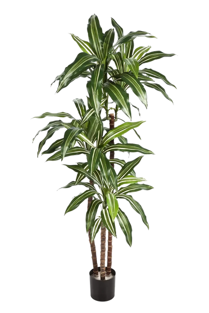 Künstlicher Drachenbaum - Nico, 150 cm, Kunstbaum von aplanta, mit Echtholzstamm, für drinnen
