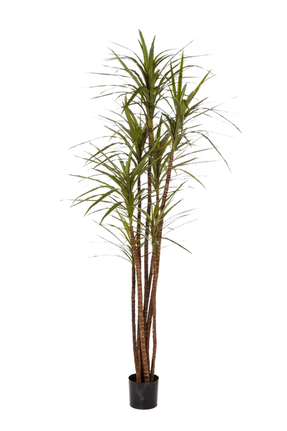 Künstlicher Drachenbaum - Noa | 180 cm