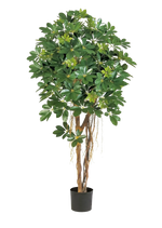 Künstliche Schefflera - Olaf | 170 cm