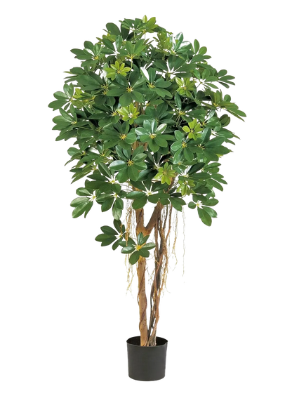 Künstliche Schefflera - Olaf | 170 cm