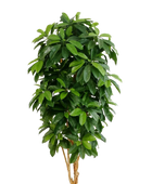 Künstliche Schefflera - Ove auf transparentem Hintergrund mit echt wirkenden Kunstblättern in natürlicher Anordnung. Künstliche Schefflera - Ove hat die Farbe Natur und ist 172 cm hoch. | aplanta Kunstpflanzen