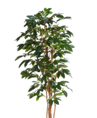 Künstlicher Kaffebaum - Philomena | 210 cm auf transparentem Hintergrund mit echt wirkenden Kunstblättern in natürlicher Anordnung. | aplanta Kunstpflanzen