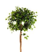 Künstlicher Kamelienbaum - Pina auf transparentem Hintergrund mit echt wirkenden Kunstblättern in natürlicher Anordnung. Künstlicher Kamelienbaum - Pina hat die Farbe Natur und ist 160 cm hoch. | aplanta Kunstpflanzen