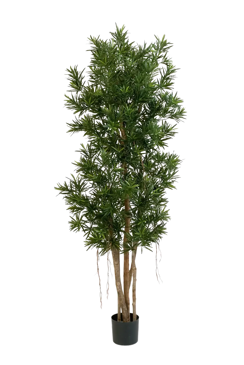 Künstlicher Podocarpus Reflexa- Paul | 210 cm