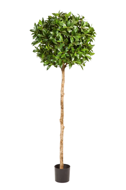 Künstliche Lorbeer - Romy, 140 cm, Kunstbaum von aplanta, feuerhemmend, im schwarzen Topf, in Natur, für drinnen