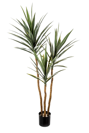 Künstliche Yucca – Talandra | 150 cm
