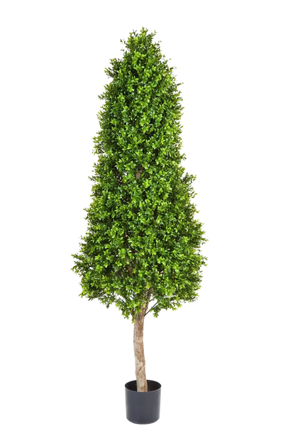 Hochwertiger Buchsbaum künstlich auf transparentem Hintergrund mit echt wirkenden Kunstblättern in natürlicher Anordnung. Künstlicher Buchsbaum - Rene hat die Farbe Natur und ist 170 cm hoch. | aplanta Kunstpflanzen
