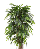 Künstliche Longifolia - Steven | 210 cm