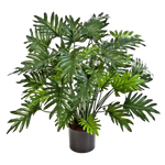 Künstliche Philodendron - Therese auf transparentem Hintergrund mit echt wirkenden Kunstblättern in natürlicher Anordnung. Künstliche Philodendron - Therese hat die Farbe Natur und ist 75 cm hoch. | aplanta Kunstpflanzen