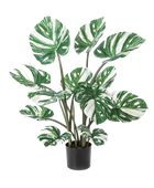 Hochwertige Monstera Kunstpflanze auf transparentem Hintergrund mit echt wirkenden Kunstblättern in natürlicher Anordnung. Künstliche Monstera - Tia hat die Farbe Weiß und hat eine Höhe von 90 cm | aplanta Kunstpflanzen