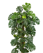 Hochwertige Monstera Kunstpflanze auf transparentem Hintergrund mit echt wirkenden Kunstblättern in natürlicher Anordnung. Künstliche Monstera - Thore hat die Farbe Natur und hat eine Höhe von 160 cm | aplanta Kunstpflanzen