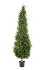 Künstliche Zypresse - Philip auf transparentem Hintergrund mit echt wirkenden Kunstblättern in natürlicher Anordnung. Künstliche Zypresse - Philip hat die Farbe Natur und ist 180 cm hoch. | aplanta Kunstpflanzen