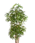 Künstliche Steckenpalme - Nela | 200 cm