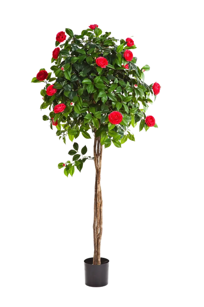 Künstlicher Kamelienbaum - Pelin auf transparentem Hintergrund mit echt wirkenden Kunstblättern. Diese Kunstpflanze gehört zur Gattung/Familie der "Kamelien" bzw. "Kunst-Kamelien".