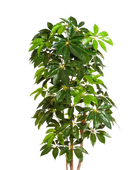 Künstlicher Schefflera Baum - Omar auf transparentem Hintergrund mit echt wirkenden Kunstblättern. Diese Kunstpflanze gehört zur Gattung/Familie der 