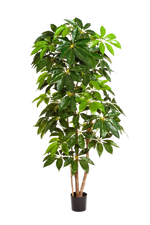 Künstlicher Schefflera Baum - Omar auf transparentem Hintergrund mit echt wirkenden Kunstblättern. Diese Kunstpflanze gehört zur Gattung/Familie der "Scheffleras" bzw. "Kunst-Scheffleras".