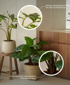 Künstliche Pothos - Wotan | 115 cm