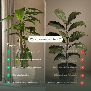 Künstliche Alocasia Ranke - Bruno | 115 cm