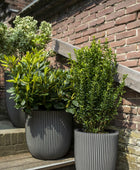 Übertopf Kugel Groove anthrazit | 54x52 cm