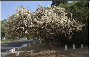 Dombeya Rotundfolia