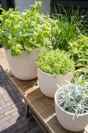 Blumentopf Beige günstig online kaufen