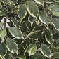 Künstlicher Ficus - Ravian, 150 cm, Kunstbaum von aplanta, mit Echtholzstamm, inkl. Startertopf, in Natur, für drinnen