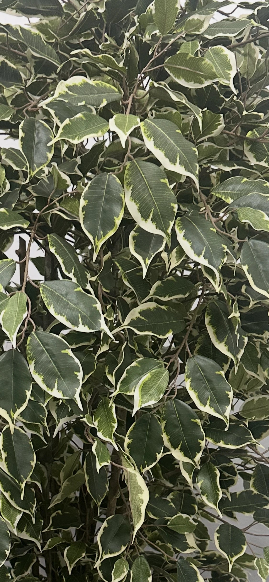 Künstlicher Ficus - Ravian, 150 cm, Kunstbaum von aplanta, mit Echtholzstamm, inkl. Startertopf, in Natur, für drinnen
