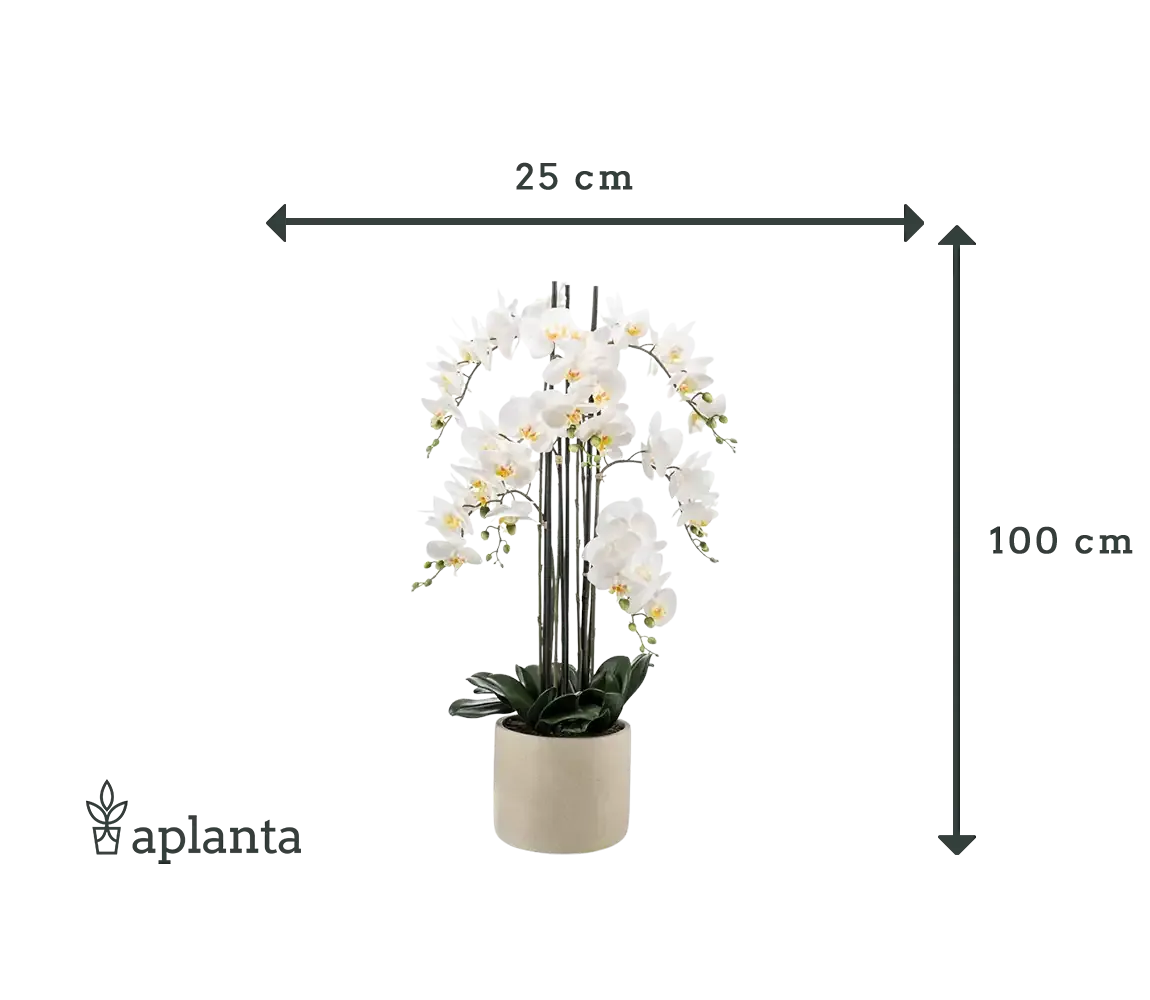 Künstliche Orchidee - Louisa | 100 cm