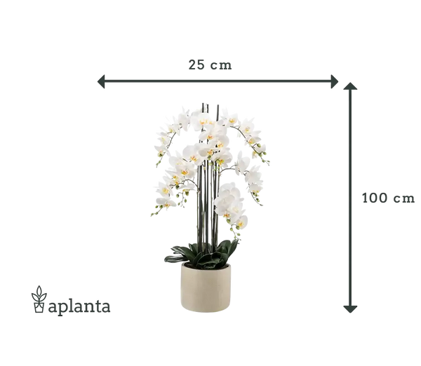 Künstliche Orchidee - Louisa | 100 cm