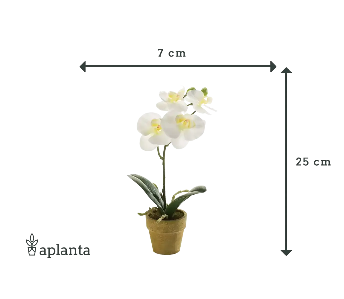 Künstliche Orchidee - Louisa | 25 cm