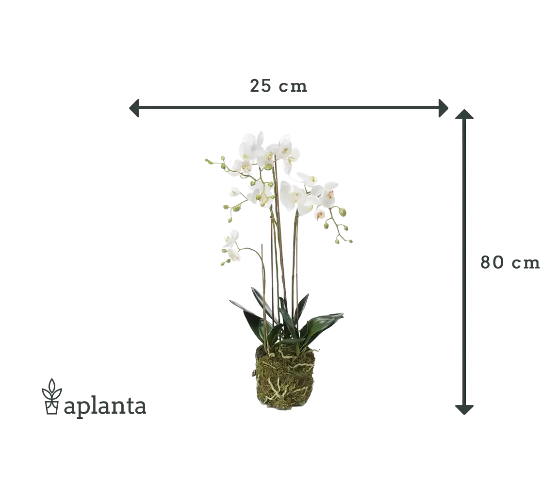 Künstliche Orchidee - Marie | 80 cm