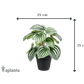 Künstliche Peperomia - Klara | 25 cm