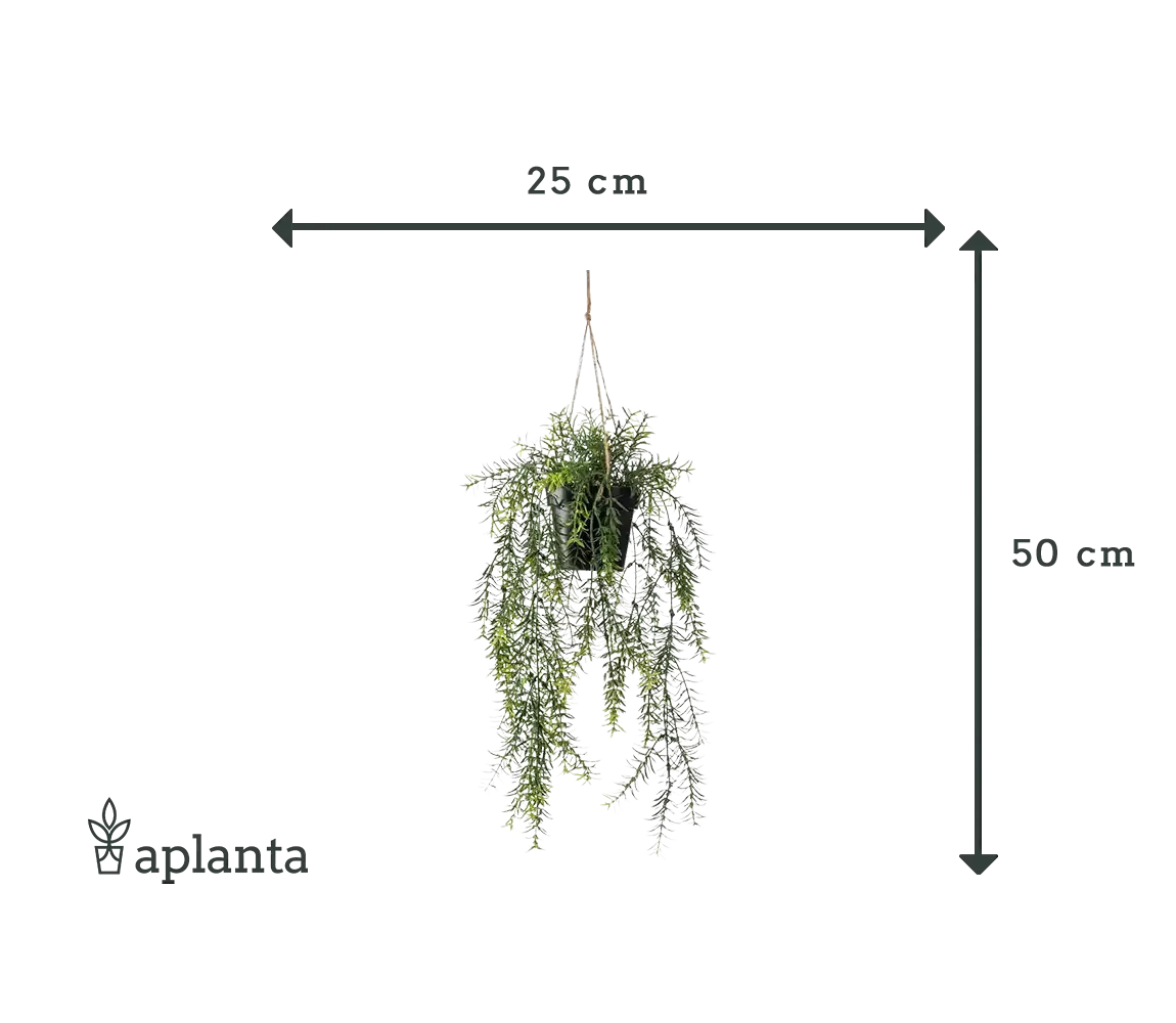 Künstlicher Hänge-Zierspargel - Kilian | 50 cm