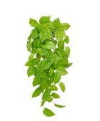 Künstlicher Pothos - Sky von aplanta