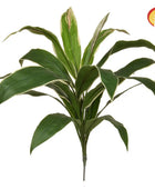 Künstliche Cordyline - Berta | 62 cm