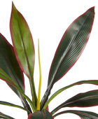 Künstliche Cordyline - Monti | 40 cm